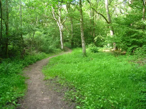 A grassy path winding through the trees on Odiham Common
